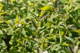 Lonicera caerulea var. kamtschatica 'Balalaika' - Blaue Heckenkirsche 'Balalaika' Lonicera caerulea var. kamtschatica 'Balalaika' - Blaue Heckenkirsche 'Balalaika'