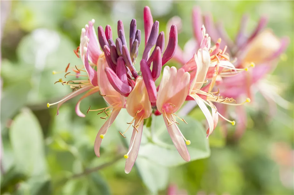 Jelngerjelieber, Lonicera caprifolium