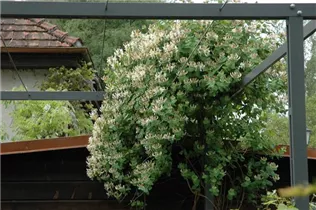 Lonicera caprifolium - Jelängerjelieber Lonicera caprifolium - Jelängerjelieber