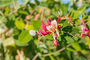 Lonicera caprifolium - Jelängerjelieber Lonicera caprifolium - Jelängerjelieber