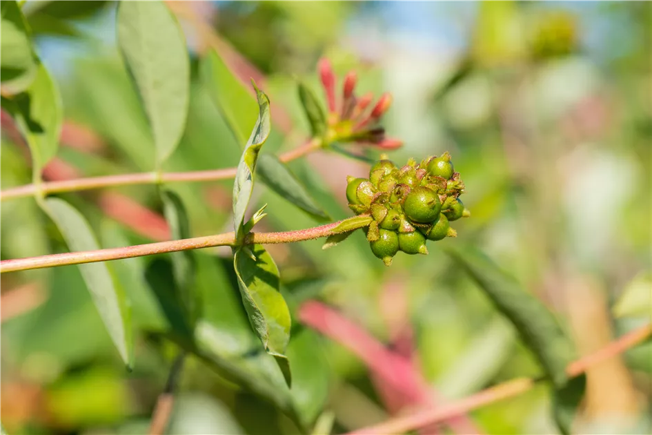 Jelngerjelieber, Lonicera caprifolium