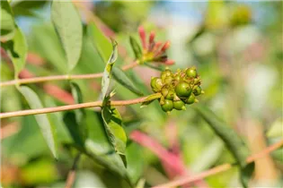 Lonicera caprifolium - Jelängerjelieber Lonicera caprifolium - Jelängerjelieber