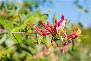 Lonicera caprifolium - Jelängerjelieber Lonicera caprifolium - Jelängerjelieber
