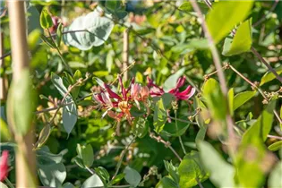 Lonicera caprifolium - Jelängerjelieber Lonicera caprifolium - Jelängerjelieber