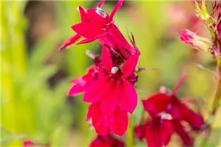 Lobelia x speciosa 'Fan Burgundy' - Lobelie 'Fan Burgundy'