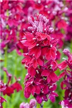 Lobelia x speciosa 'Fan Burgundy' - Lobelie 'Fan Burgundy'