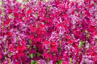 Lobelia x speciosa 'Fan Burgundy' - Lobelie 'Fan Burgundy'