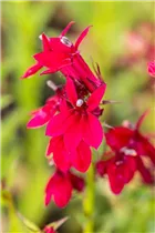 Lobelia x speciosa 'Fan Burgundy' - Lobelie 'Fan Burgundy'