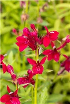 Lobelia x speciosa 'Fan Burgundy' - Lobelie 'Fan Burgundy'