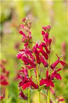 Lobelia x speciosa 'Fan Burgundy' - Lobelie 'Fan Burgundy'