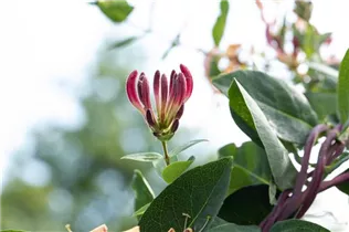 Lonicera heckrottii - Feuer-Geißschlinge