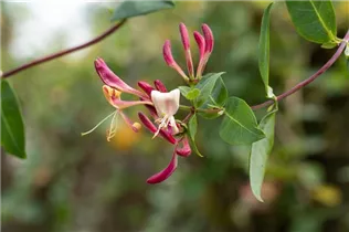 Lonicera heckrottii - Feuer-Geißschlinge