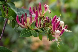 Lonicera heckrottii - Feuer-Geißschlinge