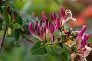 Lonicera heckrottii - Feuer-Geißschlinge