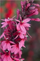 Lobelia x speciosa 'Rose Princess' - Lobelie 'Rose Princess'