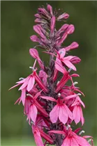 Lobelia x speciosa 'Rose Princess' - Lobelie 'Rose Princess'