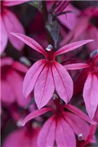 Lobelia x speciosa 'Rose Princess' - Lobelie 'Rose Princess'