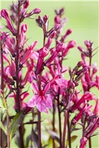 Lobelia x speciosa 'Rose Princess' - Lobelie 'Rose Princess'