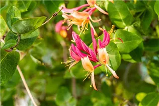 Lonicera heckrottii 'Goldflame' - Geißschlinge 'Goldflame'