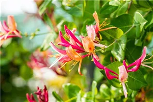 Lonicera heckrottii 'Goldflame' - Geißschlinge 'Goldflame'