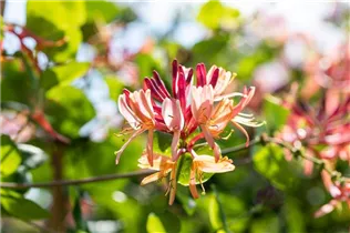 Lonicera heckrottii 'Goldflame' - Geißschlinge 'Goldflame'