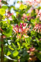 Lonicera heckrottii 'Goldflame' - Geißschlinge 'Goldflame'