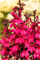 Lobelia x speciosa 'Starship Deep Rose' - Lobelie 'Starship Deep Rose'