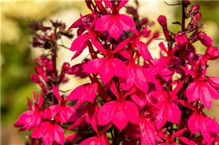Lobelia x speciosa 'Starship Deep Rose' - Lobelie 'Starship Deep Rose'
