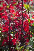 Lobelia x speciosa 'Starship Scarlet' - Lobelie 'Starship Scarlet' Lobelia x speciosa 'Starship Scarlet' - Lobelie 'Starship Scarlet'