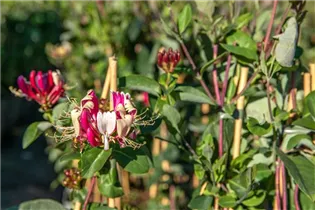Lonicera japonica 'Halliana' - Gelbbunte Geißschlinge 'Halliana' Lonicera japonica 'Halliana' - Gelbbunte Geißschlinge 'Halliana'