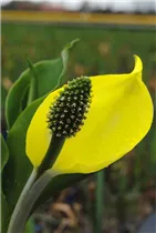Lysichiton americanus - Amerikanische Scheinkalla Lysichiton americanus - Amerikanische Scheinkalla