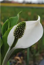 Lysichiton americanus - Amerikanische Scheinkalla Lysichiton americanus - Amerikanische Scheinkalla