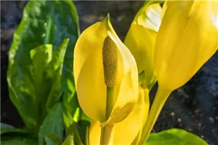 Lysichiton americanus - Amerikanische Scheinkalla Lysichiton americanus - Amerikanische Scheinkalla