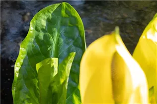 Lysichiton americanus - Amerikanische Scheinkalla Lysichiton americanus - Amerikanische Scheinkalla