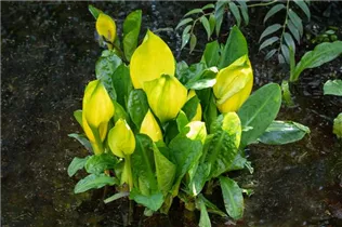 Lysichiton americanus - Amerikanische Scheinkalla Lysichiton americanus - Amerikanische Scheinkalla