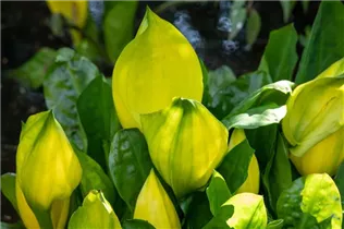 Lysichiton americanus - Amerikanische Scheinkalla Lysichiton americanus - Amerikanische Scheinkalla