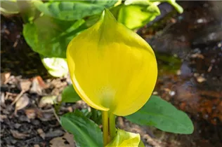 Lysichiton americanus - Amerikanische Scheinkalla Lysichiton americanus - Amerikanische Scheinkalla