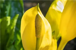 Lysichiton americanus - Amerikanische Scheinkalla Lysichiton americanus - Amerikanische Scheinkalla