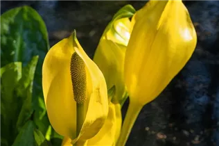Lysichiton americanus - Amerikanische Scheinkalla Lysichiton americanus - Amerikanische Scheinkalla