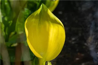 Lysichiton americanus - Amerikanische Scheinkalla Lysichiton americanus - Amerikanische Scheinkalla
