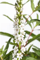 Lysimachia fortunei 'Autumn Snow' - Schnee-Felberich 'Autumn Snow'