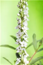 Lysimachia fortunei 'Autumn Snow' - Schnee-Felberich 'Autumn Snow'