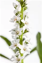 Lysimachia fortunei 'Autumn Snow' - Schnee-Felberich 'Autumn Snow'