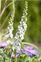 Lysimachia fortunei 'Autumn Snow' - Schnee-Felberich 'Autumn Snow'