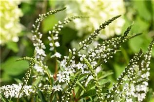 Lysimachia fortunei 'Autumn Snow' - Schnee-Felberich 'Autumn Snow'
