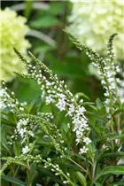 Lysimachia fortunei 'Autumn Snow' - Schnee-Felberich 'Autumn Snow'