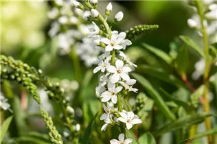 Lysimachia fortunei 'Autumn Snow' - Schnee-Felberich 'Autumn Snow'