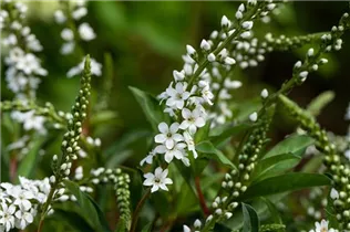 Lysimachia fortunei 'Autumn Snow' - Schnee-Felberich 'Autumn Snow'