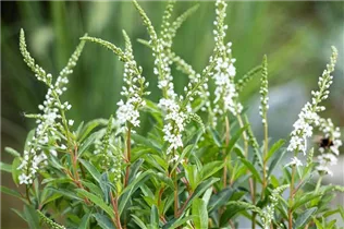 Lysimachia fortunei 'Autumn Snow' - Schnee-Felberich 'Autumn Snow'
