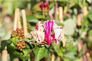 Lonicera periclymenum - Wald-Geißschlinge